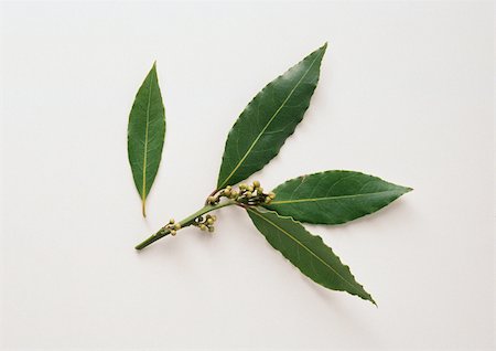 simsearch:696-03396120,k - Fresh bay leaves on stem Stock Photo - Premium Royalty-Free, Code: 695-03380758