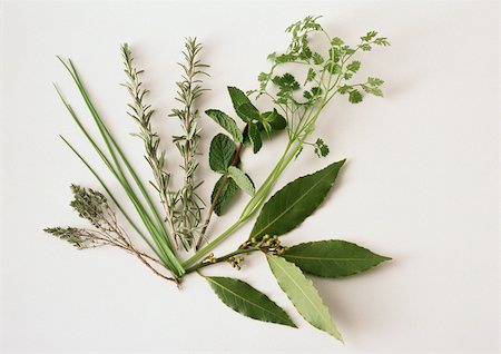 rosemary sprig - Fresh herbs Stock Photo - Premium Royalty-Free, Code: 695-03380775
