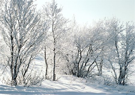 simsearch:695-03380848,k - Finland, snow covered trees and ground Stock Photo - Premium Royalty-Free, Code: 695-03380843