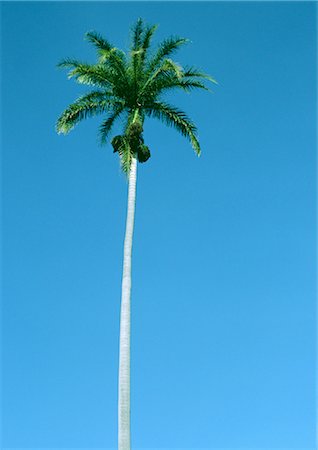 palm tree trunk - Palm tree in front of blue sky, low angle view Stock Photo - Premium Royalty-Free, Code: 695-03380968