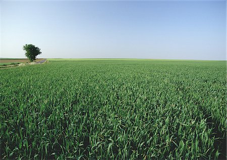simsearch:632-03779378,k - France, picardy, crop field with single tree Stock Photo - Premium Royalty-Free, Code: 695-03381060