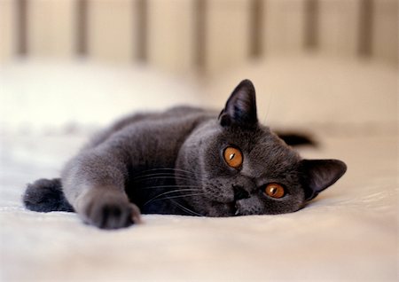 Chat gris avec des yeux cuivres allongé sur le lit Photographie de stock - Premium Libres de Droits, Code: 695-03381094