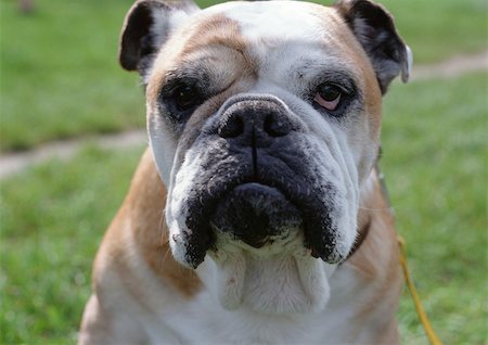 faith (not religious) - Close up of bulldog. Stock Photo - Premium Royalty-Free, Code: 695-03381093