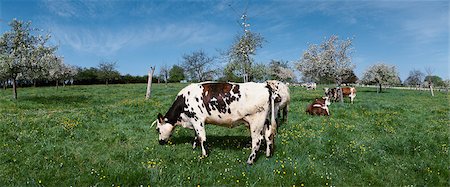 simsearch:633-01274748,k - France, Normandy, cows grazing in green pasture Foto de stock - Sin royalties Premium, Código: 695-03381111