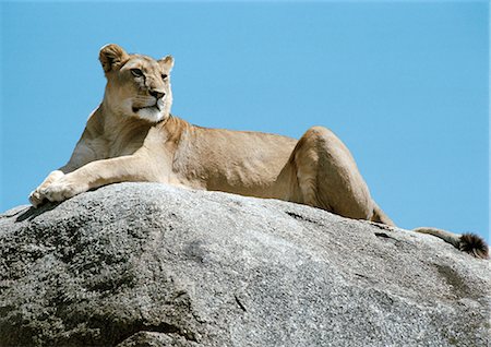 side profile of cat looking up - Africa, Tanzania, lioness (Panthera leo) lying on rock Stock Photo - Premium Royalty-Free, Code: 695-03381355