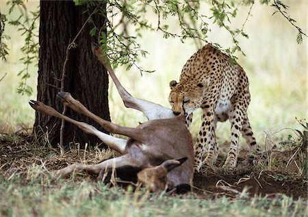 simsearch:873-06440373,k - Cheetah Afrique orientale (Acinonyx jubatus raineyii) manger gazelle mort sous l'arbre Photographie de stock - Premium Libres de Droits, Code: 695-03381357