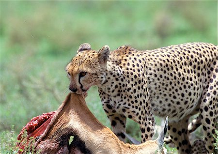 East African Cheetah (Acinonyx jubatus raineyii) eating its prey Foto de stock - Sin royalties Premium, Código: 695-03381359