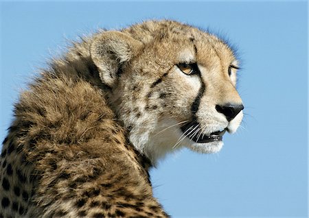 flattening - East African Cheetah (Acinonyx jubatus raineyii) hissing and flattening ears, head and shoulders Stock Photo - Premium Royalty-Free, Code: 695-03381352