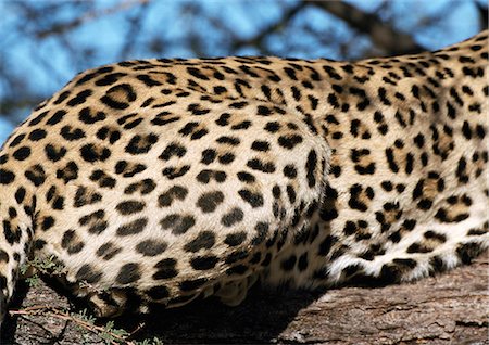 simsearch:841-03060833,k - African léopard (Panthera pardus pardus), recadrée vue Photographie de stock - Premium Libres de Droits, Code: 695-03381353