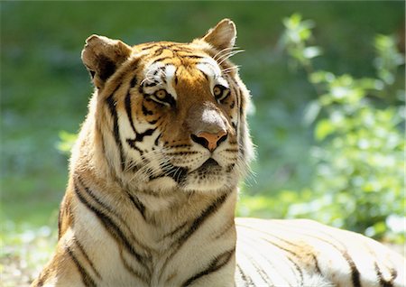 Bengal tiger (Panthera tigris tigris) lying in sun Stock Photo - Premium Royalty-Free, Code: 695-03381364