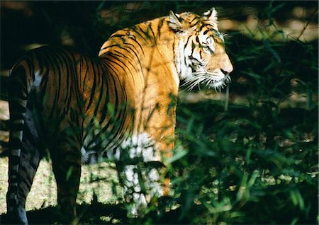 simsearch:625-01745325,k - Bengal tiger (Panthera tigris tigris) walking through vegetation Foto de stock - Royalty Free Premium, Número: 695-03381365