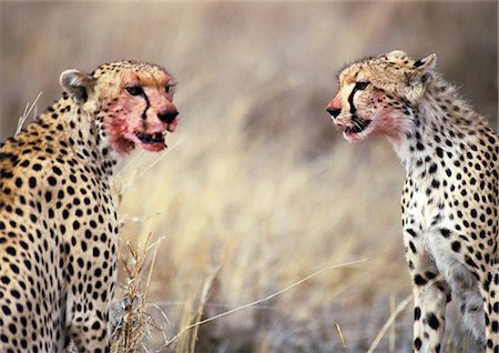 dead cat - East African Cheetahs (Acinonyx jubatus raineyii) with blood-stained faces Stock Photo - Premium Royalty-Free, Code: 695-03381369