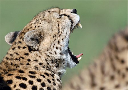 féroce - East African Cheetah (Acinonyx jubatus raineyii) with mouth open, side view Foto de stock - Sin royalties Premium, Código: 695-03381360