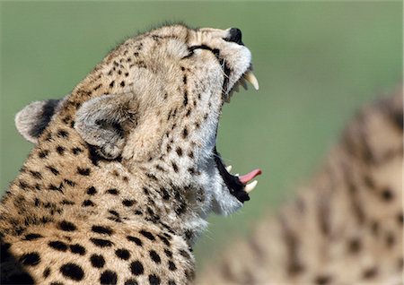 simsearch:632-02744936,k - East African guépard (Acinonyx jubatus raineyii) avec vue latérale sur bouche ouverte, Photographie de stock - Premium Libres de Droits, Code: 695-03381360