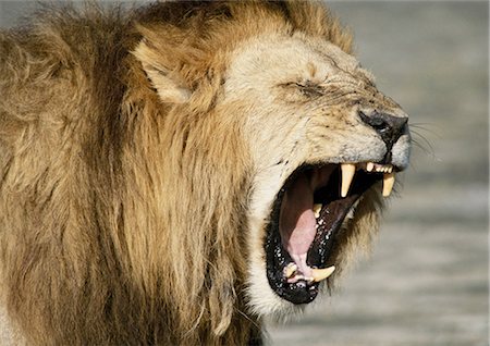 simsearch:873-06440371,k - Lion roaring (Panthera leo), head and shoulders Foto de stock - Sin royalties Premium, Código: 695-03381361