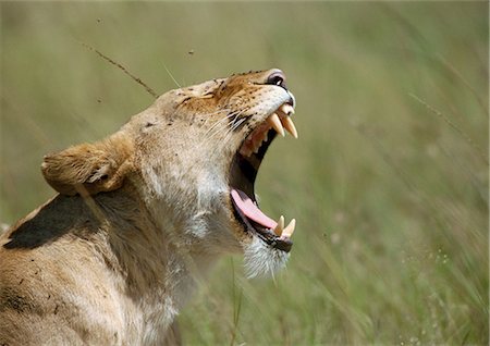 Lion growling (Panthera leo), face covered with flies, cropped view of head and shoulders Stock Photo - Premium Royalty-Free, Code: 695-03381362