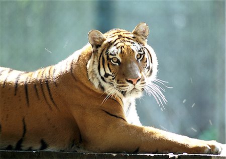 simsearch:841-03674400,k - Bengal tiger (Panthera tigris tigris) lying in sun, waist up Foto de stock - Sin royalties Premium, Código: 695-03381363