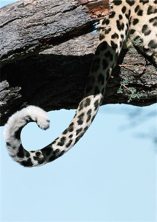 simsearch:841-03060833,k - African léopard (Panthera pardus) assis dans l'arbre, gros plan de queue, recadrée Photographie de stock - Premium Libres de Droits, Code: 695-03381374
