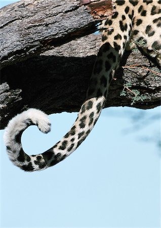 simsearch:878-07442767,k - African Leopard (Panthera pardus) sitting in tree, close up of tail, cropped Foto de stock - Sin royalties Premium, Código: 695-03381374