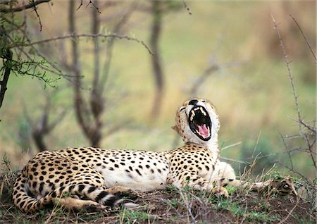 East African Cheetah (Acinonyx jubatus raineyii) lying on ground, snarling Stock Photo - Premium Royalty-Free, Code: 695-03381376