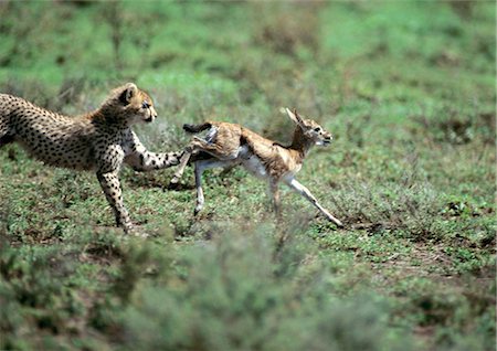 East African Cheetah (Acinonyx jubatus raineyii) pursuing baby Thomson's Gazelle (Eudorcas thomsoni) Foto de stock - Royalty Free Premium, Número: 695-03381377