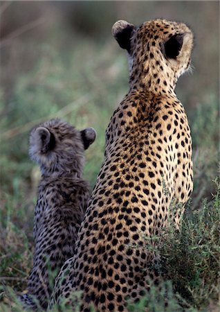 simsearch:700-06486529,k - East African Cheetahs (Acinonyx jubatus raineyii), mother and cub sitting close together, rear view Stock Photo - Premium Royalty-Free, Code: 695-03381373