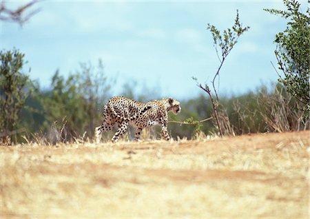 eco system - East African Cheetah (Acinonyx jubatus raineyii), Tanzania Stock Photo - Premium Royalty-Free, Code: 695-03381388