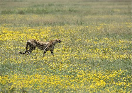 simsearch:632-02690267,k - East African Cheetah (Acinonyx Jubatus Raineyii) stehen unter gelbe Wildblumen, in voller Länge Stockbilder - Premium RF Lizenzfrei, Bildnummer: 695-03381380