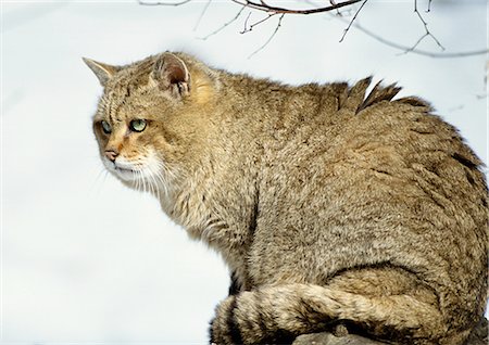 simsearch:632-02744936,k - Européen de chat sauvage (Felis silvestris silvestris), pleine longueur Photographie de stock - Premium Libres de Droits, Code: 695-03381394