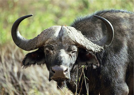 simsearch:632-02690277,k - Afrikanischer Büffel (Syncerus Caffer), Brustbild Stockbilder - Premium RF Lizenzfrei, Bildnummer: 695-03381397
