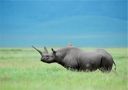 Rhinocéros noir (Diceros bicornis) permanent en vue de côté de prairie, Tanzanie, Photographie de stock - Premium Libres de Droits, Code: 695-03381398