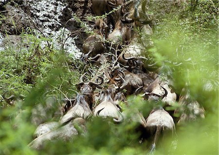 Africa, Tanzania, herd of Blue Wildebeests (Connochaetes taurinus) migrating over stream, high angle view Foto de stock - Sin royalties Premium, Código: 695-03381404