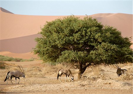 Afrique, Namibie, Gemsboks (Oryx gazella) pâturage Photographie de stock - Premium Libres de Droits, Code: 695-03381407