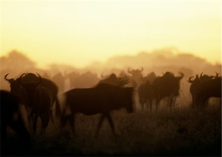 Africa, Tanzania, herd of Blue Wildebeests (Connochaetes taurinus) at sunset Foto de stock - Sin royalties Premium, Código: 695-03381409