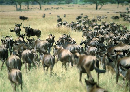 Africa, Tanzania, herd of Blue Wildebeests (Connochaetes taurinus) running in savannah, rear view Foto de stock - Sin royalties Premium, Código: 695-03381402