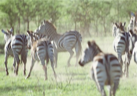 Africa, Tanzania, herd of Plains Zebras (Equus quagga) galloping Stock Photo - Premium Royalty-Free, Code: 695-03381414