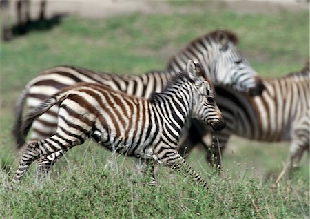 side view of running zebra - Plains zebra (Equus quagga), foal running alongside its mother, side view, blurred motion Foto de stock - Sin royalties Premium, Código: 695-03381415