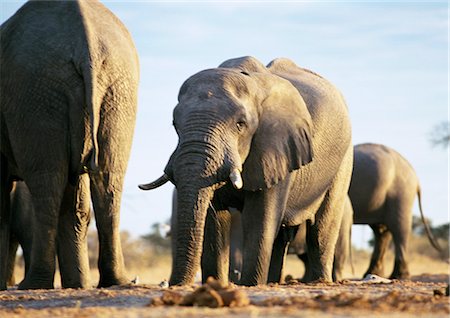 elephantidae - African Bush Elephants (Loxodonta africana), Botswana, Africa Stock Photo - Premium Royalty-Free, Code: 695-03381418