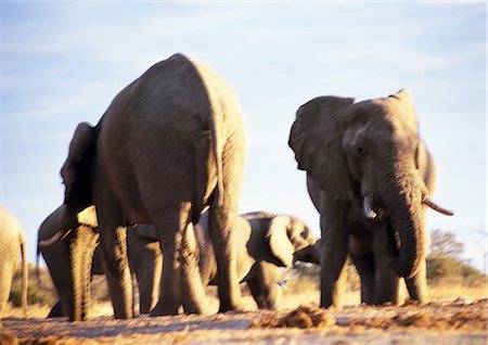 elephantidae - African Bush Elephants (Loxodonta africana), Botswana, Africa Stock Photo - Premium Royalty-Free, Code: 695-03381419