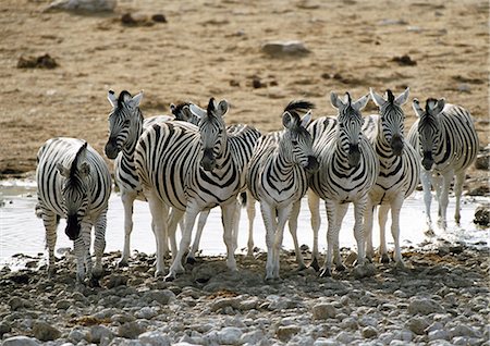 Africa, Namibia, group of Burchell's Zebras (Equus quagga burchellii) standing in front of pond Stock Photo - Premium Royalty-Free, Code: 695-03381410