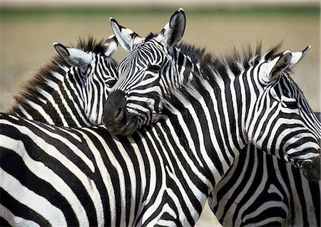 Africa, Tanzania, Plains Zebras (Equus quagga) Stock Photo - Premium Royalty-Free, Code: 695-03381411