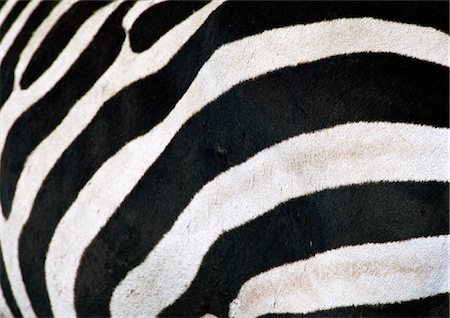 fellmuster - Zebra-Streifen, full-Frame, Nahaufnahme Stockbilder - Premium RF Lizenzfrei, Bildnummer: 695-03381413