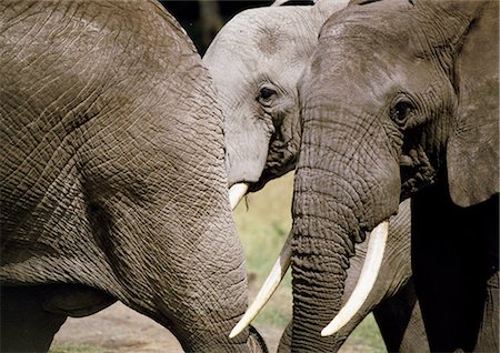 African Bush Elephant (Loxodonta africana), cropped view of elephants following member of herd, close-up Stock Photo - Premium Royalty-Free, Code: 695-03381428