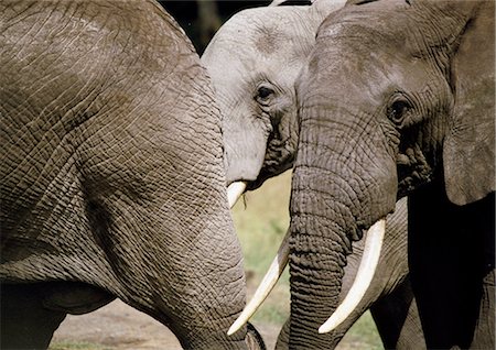 elephantidae - African Bush Elephant (Loxodonta africana), cropped view of elephants following member of herd, close-up Stock Photo - Premium Royalty-Free, Code: 695-03381428