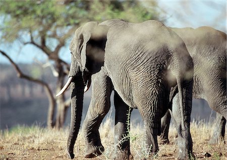 elephantidae - African Bush Elephants (Loxodonta africana), Botswana, Africa Stock Photo - Premium Royalty-Free, Code: 695-03381420