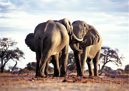 simsearch:633-08638986,k - Éléphants Bush d'Afrique (Loxodonta africana) avec troncs croisés en salutation, Botswana, Afrique Photographie de stock - Premium Libres de Droits, Code: 695-03381421