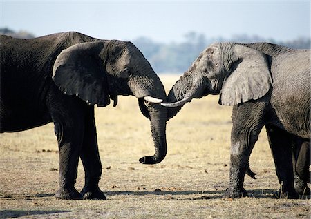 elephantidae - African Bush Elephants (Loxodonta africana), Botswana, Africa Stock Photo - Premium Royalty-Free, Code: 695-03381422