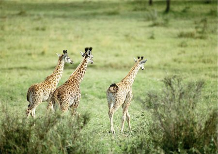 eco system - Three Masai Giraffes (Giraffa camelopardalis tippelskirchi) walking across green grassland, rear view Stock Photo - Premium Royalty-Free, Code: 695-03381435