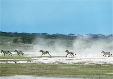 side view of running zebra - Plains Zebras (Equus quagga) galloping across plain, kicking up dust, Tanzania, Africa Foto de stock - Sin royalties Premium, Código: 695-03381437