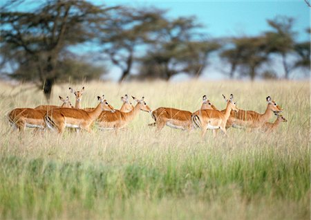 Herd of Common Impala (Aepyceros melampus) in grassland, Tanzania, Africa Foto de stock - Sin royalties Premium, Código: 695-03381438